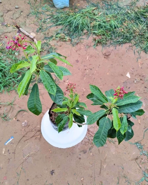 Jatropha Plant  - 7 Inch Grow Planter