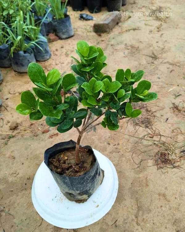 Mockland Ficus - 8 Inch Grow Bag
