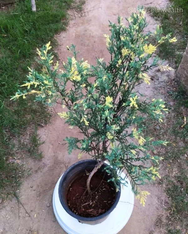 London Pine  - 8 Inch Nursery Pot