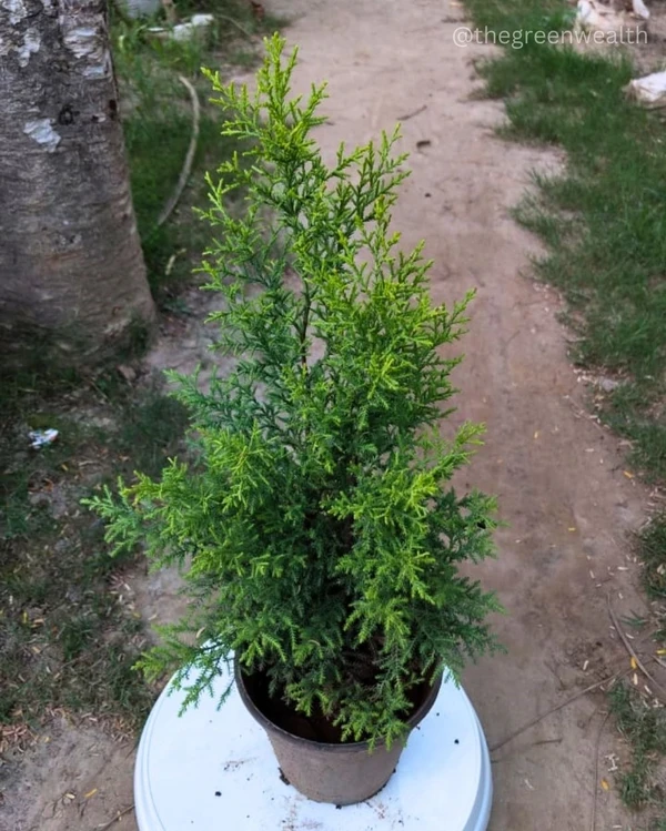 Cyprus Plant - 10 Inch Nursery Pot