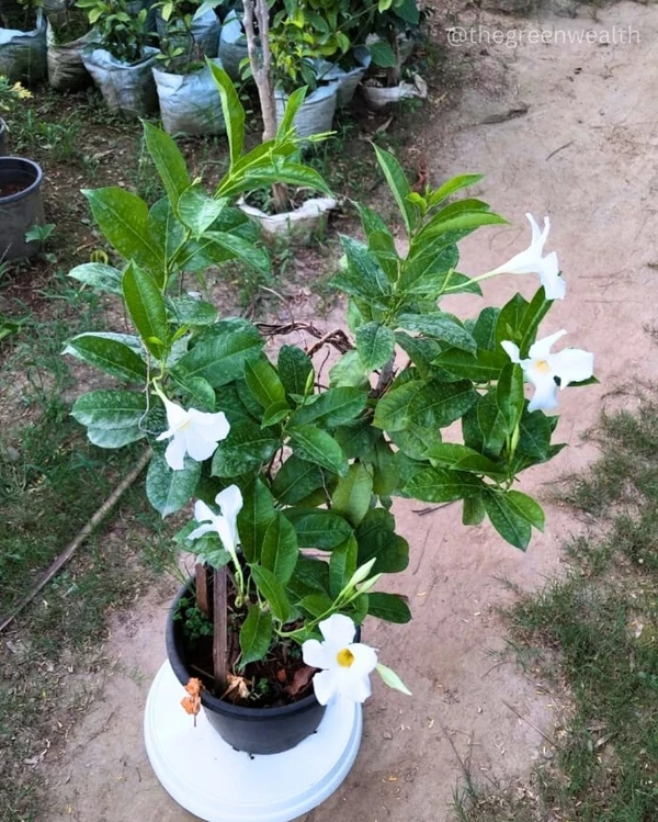 Rocktrumpet Plant - 10 Inch Nursery Pot