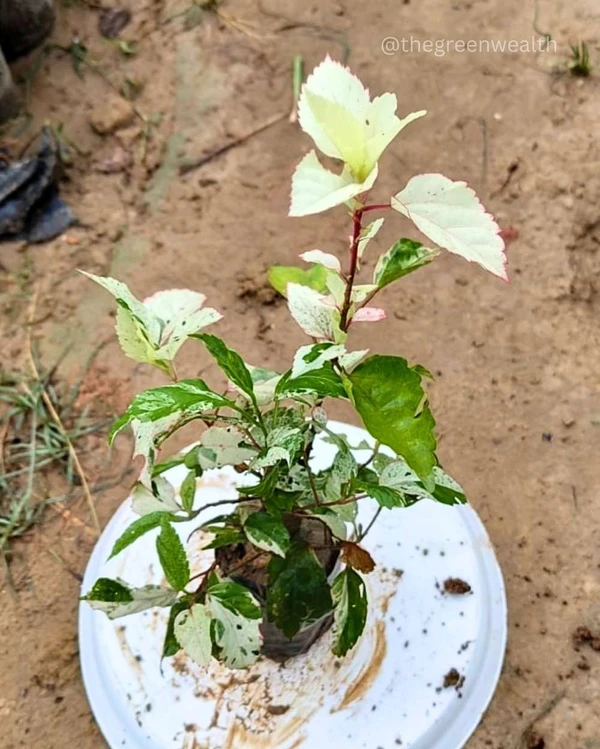 Variegated Hibiscus - 7 Inch Grow Bag