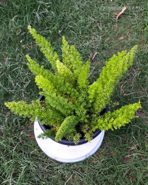 Marry Asparagus - 10 Inch Nursery Pot