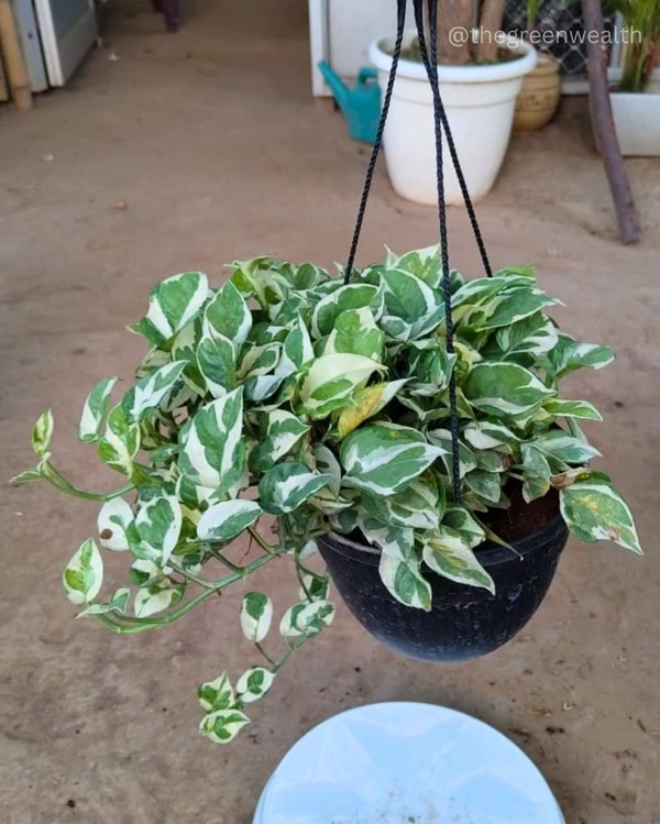 Marble Queen Hanging  - 6 Inch Nursery Basket