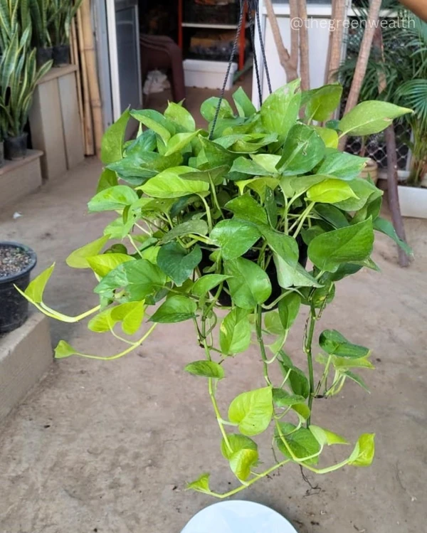Golden Money Plant - 6 Inch Nursery Basket