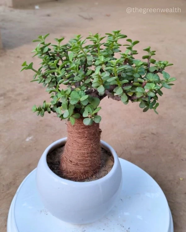 Jade Plant - 6 Inch Pot