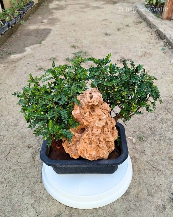Pistacia Weinmannifolia - 12 Inch Tray