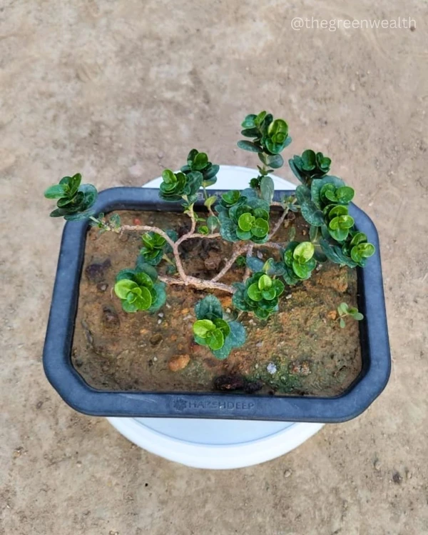 Ficus Pahadi Karonda - 8 Inch Tray