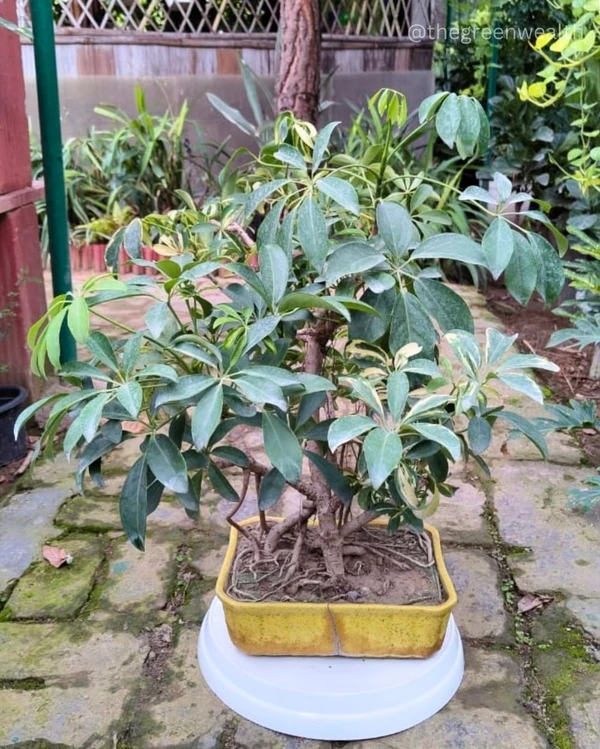 Schefflera Bonsai - 10 Inch Tray