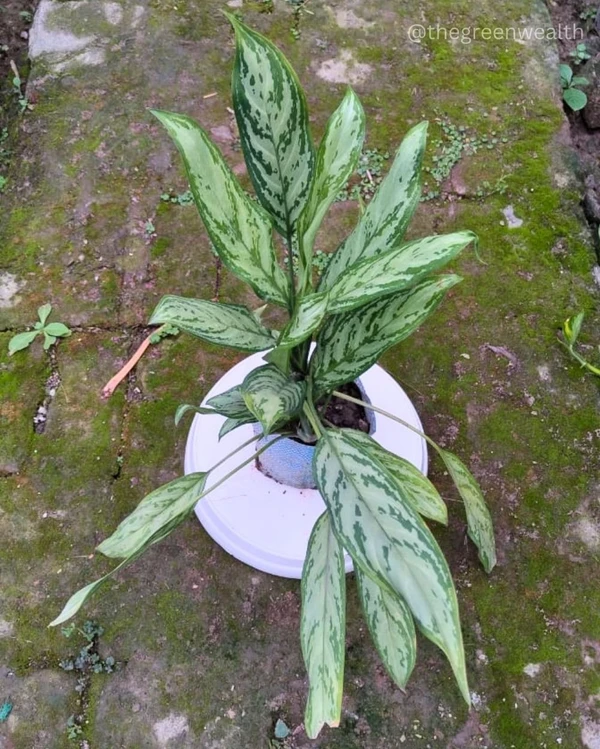 Aglaonema  - 4 Inch Nursery Bag