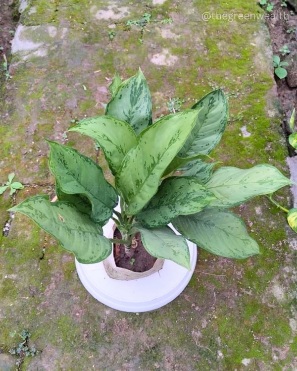 Aglaonema  - 6 Inch Nursery Bag