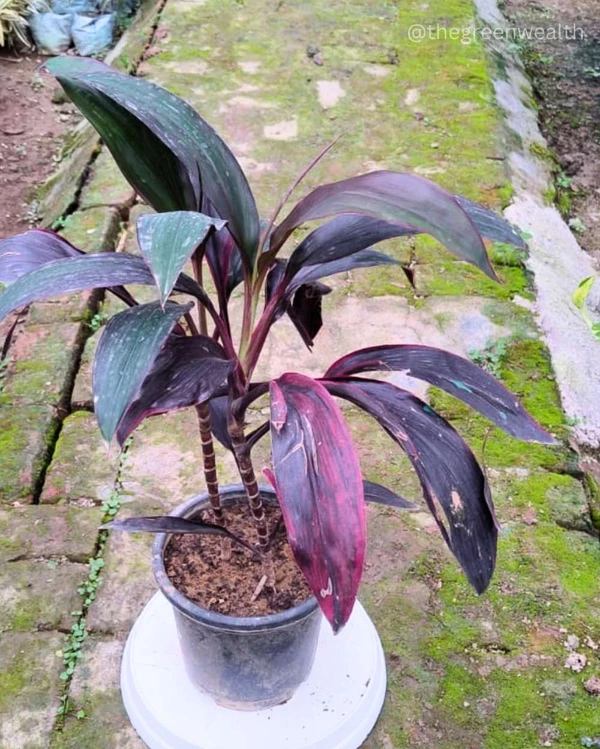 Red Dracaena - 10 Inch Grow Planter