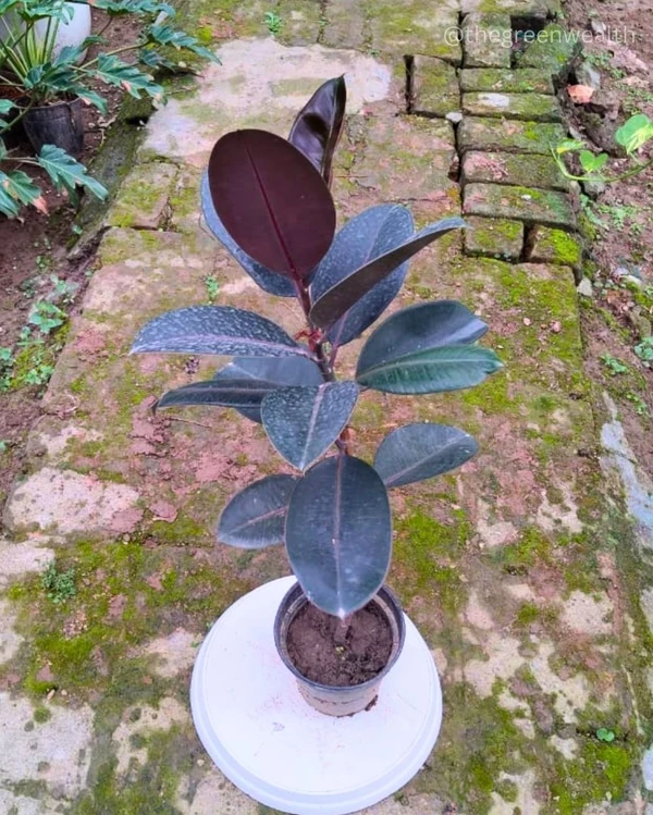 Rubber Plant - 8 Inch Nursery Pot