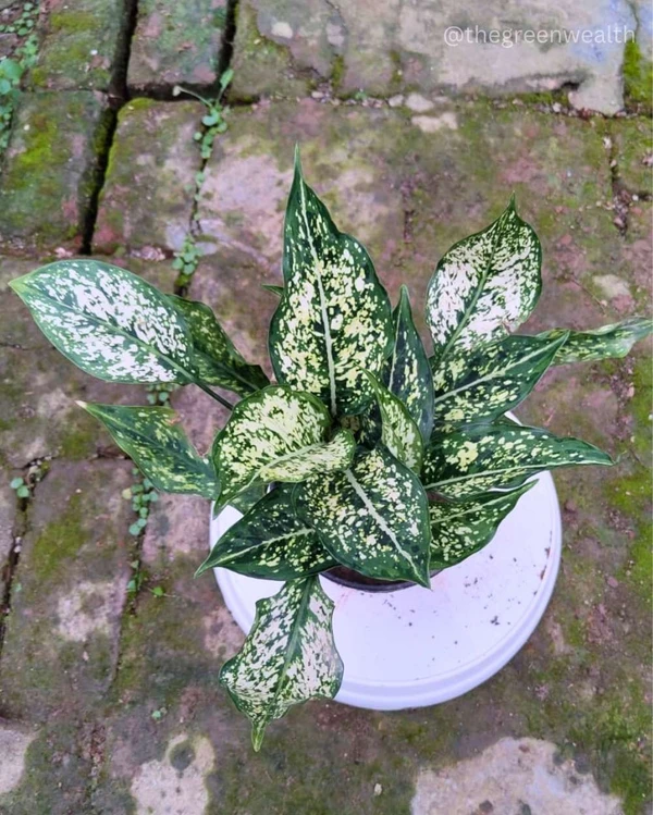 Aglaonema Snow White  - 6 Inch Grow Planter