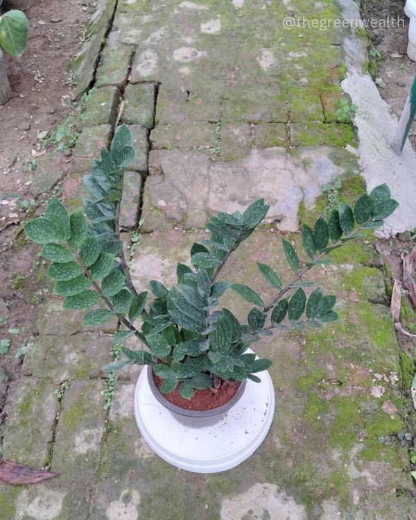 Black ZZ Plant  - 7 Inch Grow Planter