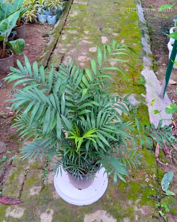 Chamendora Palm - 10 Inch Nursey Pot