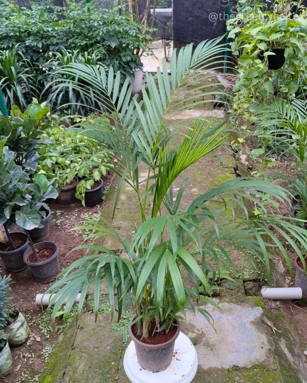 Areca Palm - 10 Inch Nursery Pot