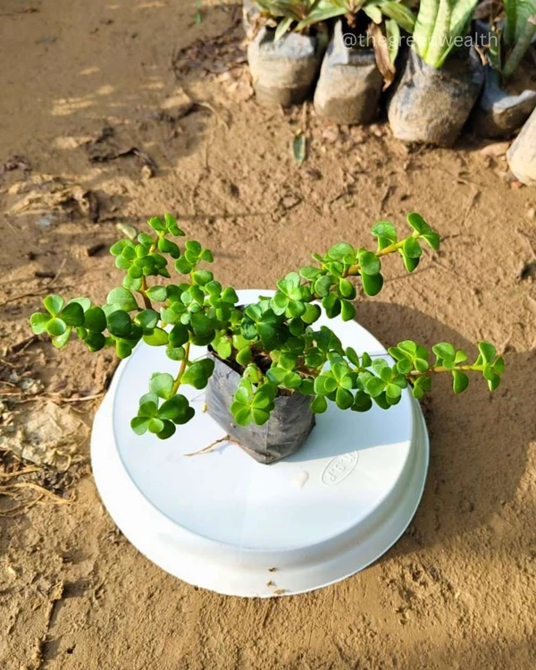 Jade Plant - 4 Inch Grow Bag