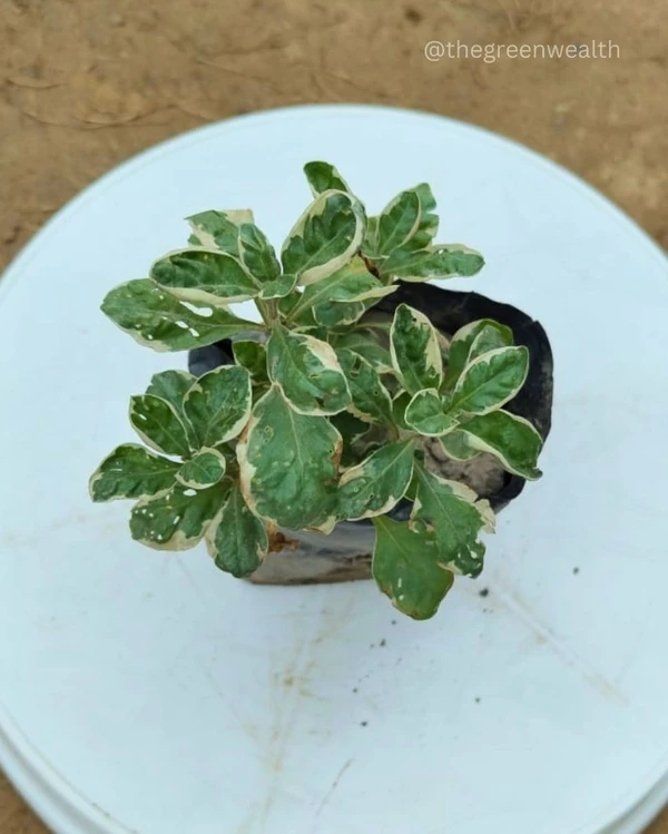 Variegated Lady Anthra  - 4 Inch Grow Bag