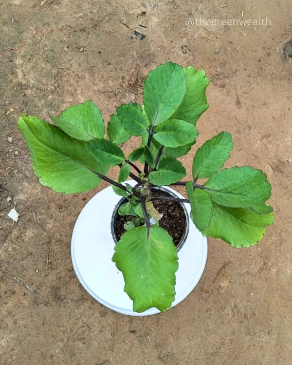 Patharchatta Plant - 6 Inch Grow Pot