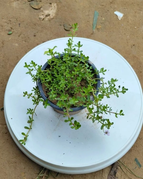 Brahmi  - 4 Inch Grow Pot