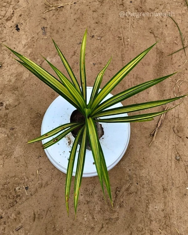 Pandanus Variegated - 4 Inch Grow Bag