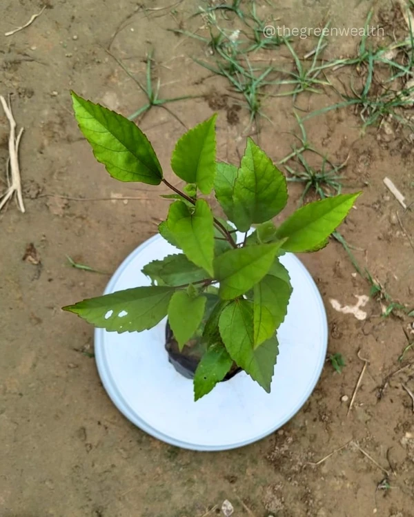 Hibiscus - 5 Inch Grow Bag