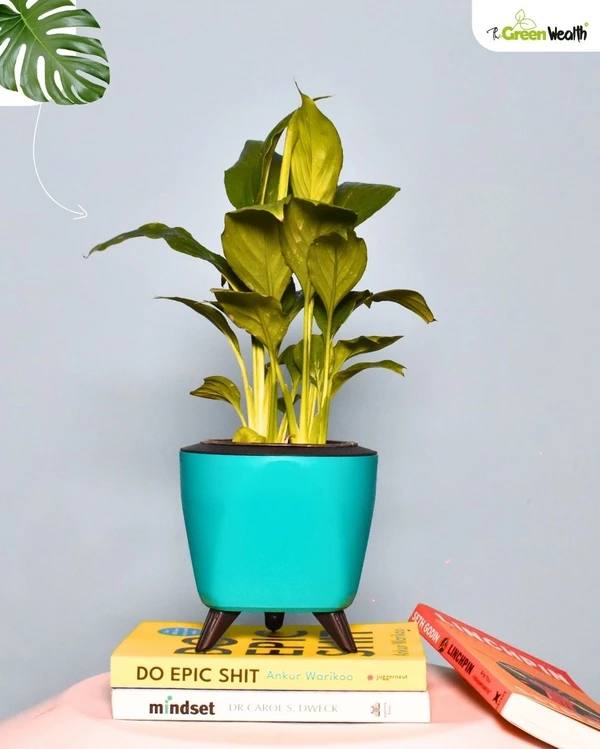 TGW Peace Lily with Self Watering Lagos Planter - 4 Inch, Blue