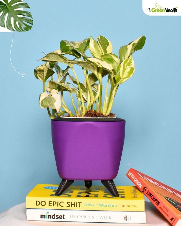 TGW Variegated Money Plant with Self Watering Lagos Pot - 4 Inch, Purple
