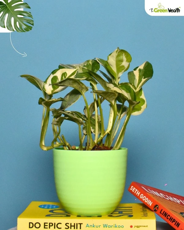 TGW Variegated Money Plant in Verona Planter  - 4 Inch, Green