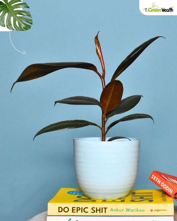 TGW Rubber Plant In Verona Planter - 4 Inch, Blue