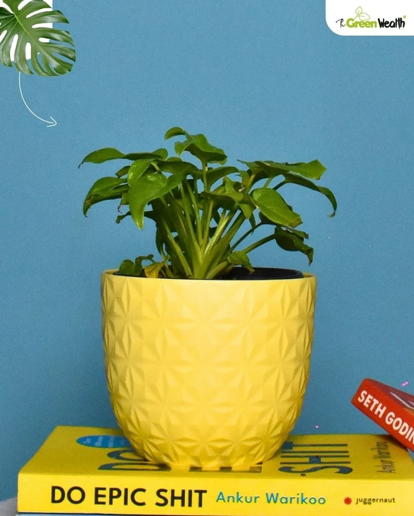 TGW Golden Xanadu in Verona Diamond Planter - 4 Inch, Yellow