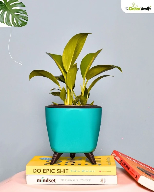 TGW Philodendron Birkin in Self Watering Lagos Pot - 4 Inch, Blue