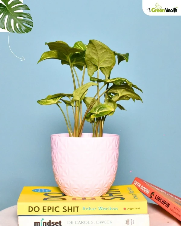 TGW Syngonium in Verona Diamond Planter - 4 Inch, Pink