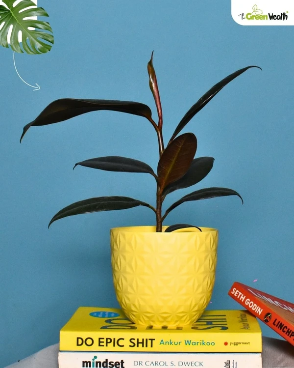 TGW Rubber Plant in Verona Diamond Planter - 4 Inch, Yellow