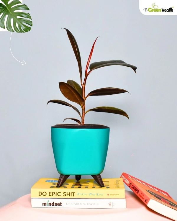 TGW Rubber Plant in Self Watering Lagos Planter - 4 inch, Blue