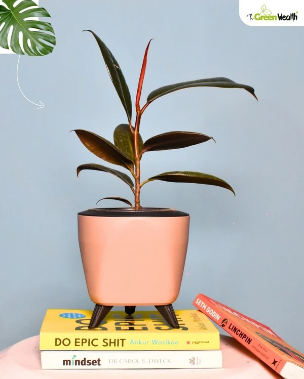 TGW Rubber Plant In Self Watering Lagos Planter - 4 Inch, Mocca