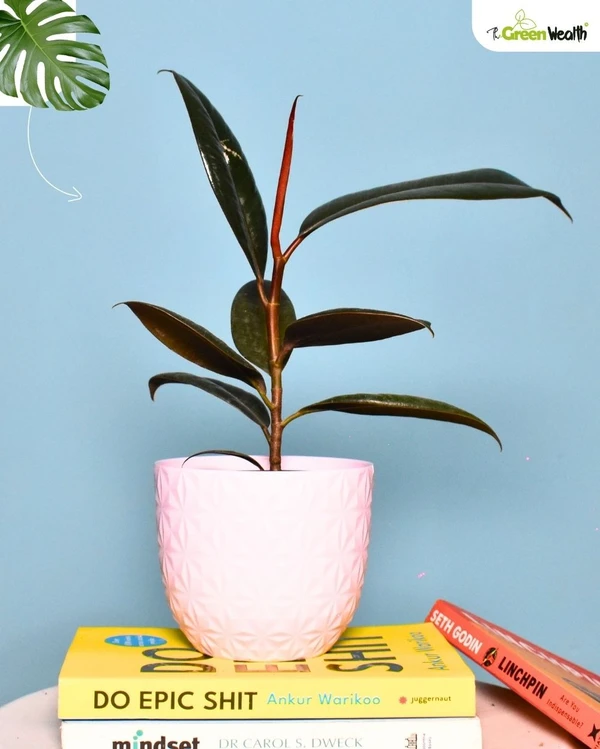 TGW Rubber Plant In Verona Diamond Planter - 4 Inch, Pink