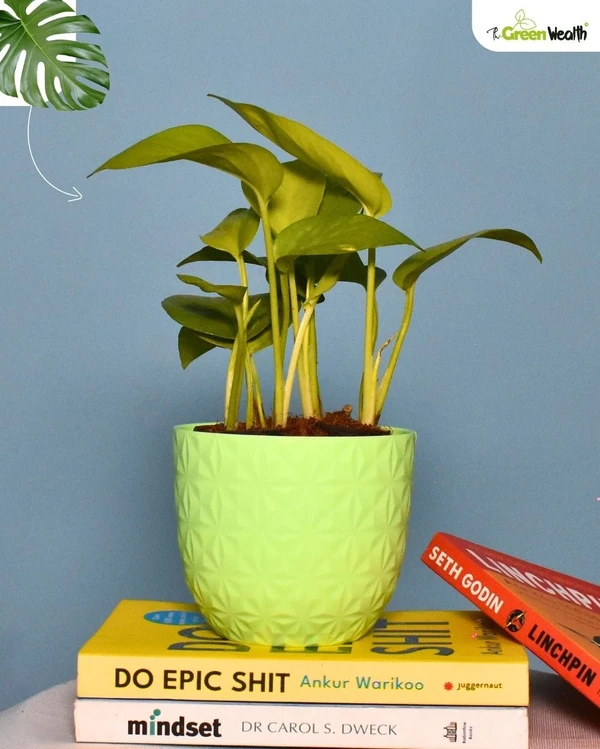 TGW Golden Money Plant In Verona Diamond Planter - 4 Inch, Green