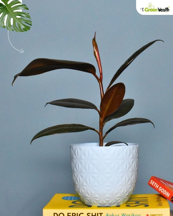 TGW Rubber Plant in Verona Diamond Planter - 4 Inch, Blue