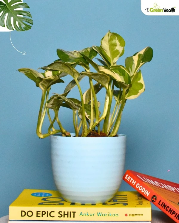 TGW Variegated Money Plant In Verona Planter - 4 Inch, Blue