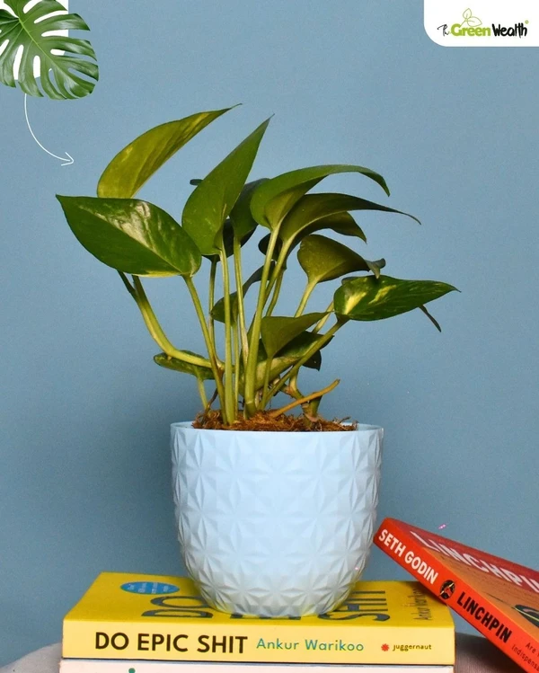 TGW Money Plant In Verona Diamond Planter - 4 Inch, Blue