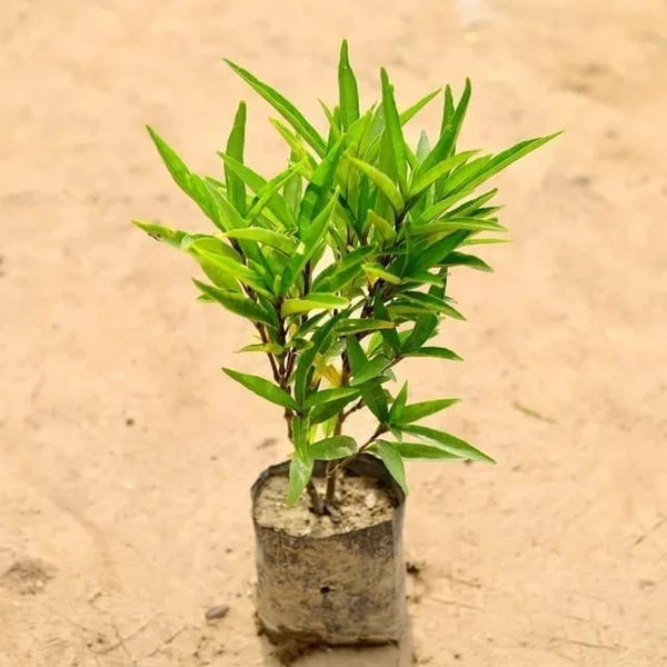 Sukh Shanti Plant - 4 Inch Grow Bag