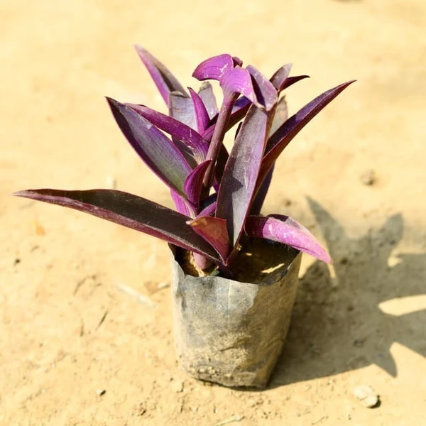 Purple Heart in 4 Inch Nursery Bag - 4 Inch Grow Bag