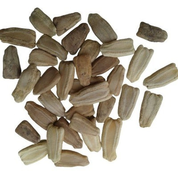 Bottle gourd / Lauki Lattu Green Seeds | Vegetable Seeds|