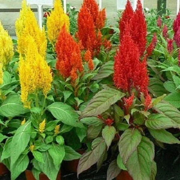 Celosia Mixed Seeds | Flower Seeds | 