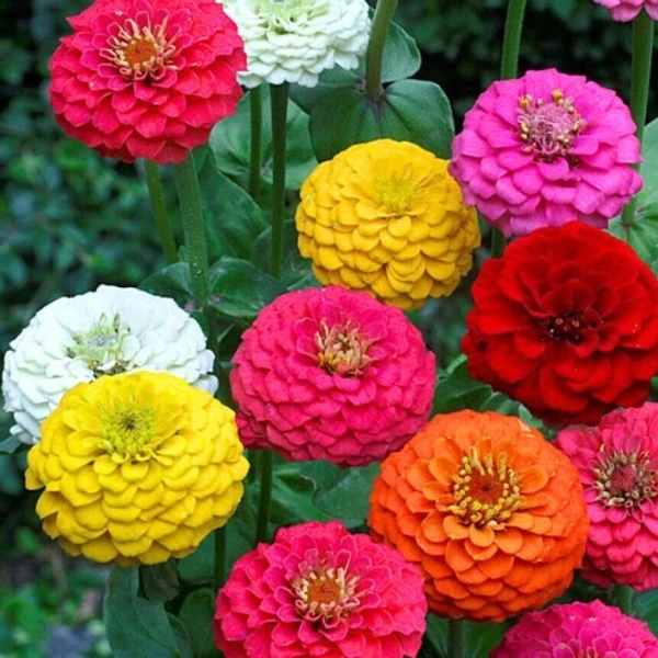 Zinnia Seeds (Any Color) - Flower Seed