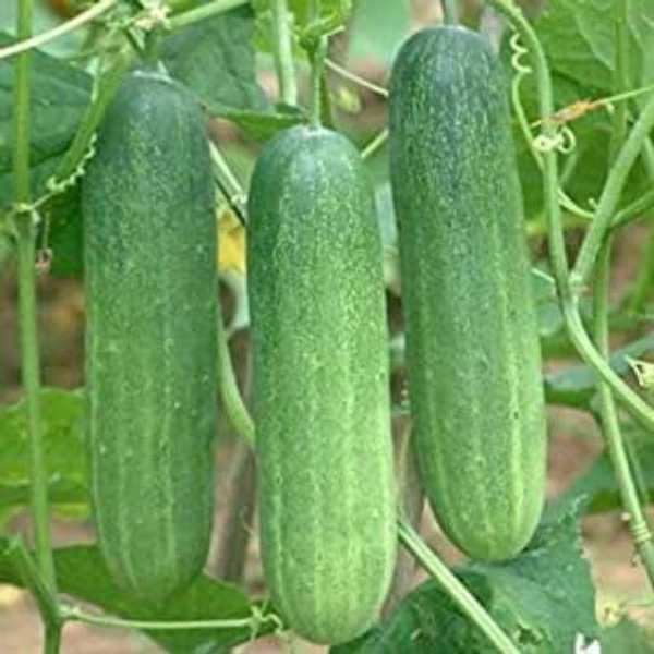 Cucumber Kheera Seeds | Vegetable Seeds