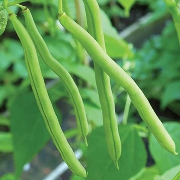 Beans seeds | Vegetable Seed |