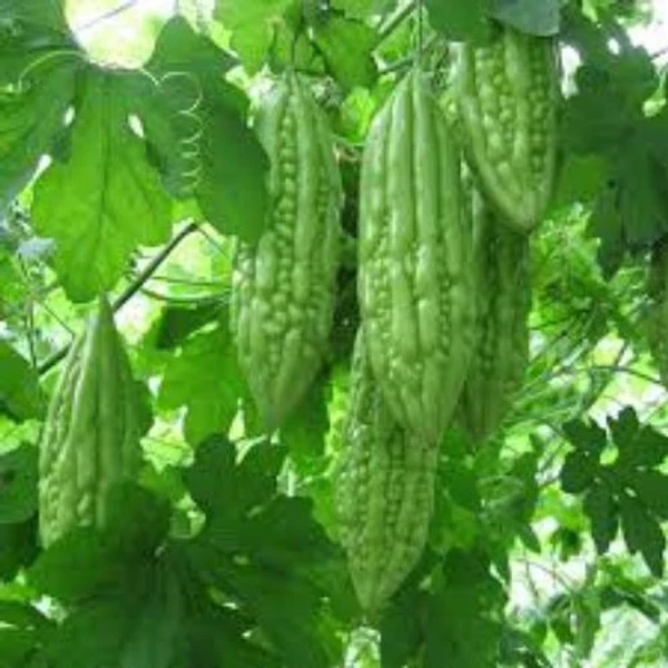 Bittergourd Karela Seed | Vegetable Seeds